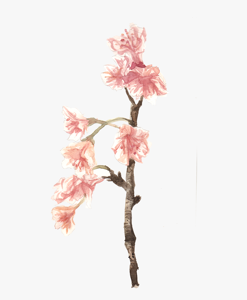 Cherry Blossom, HD Png Download, Free Download