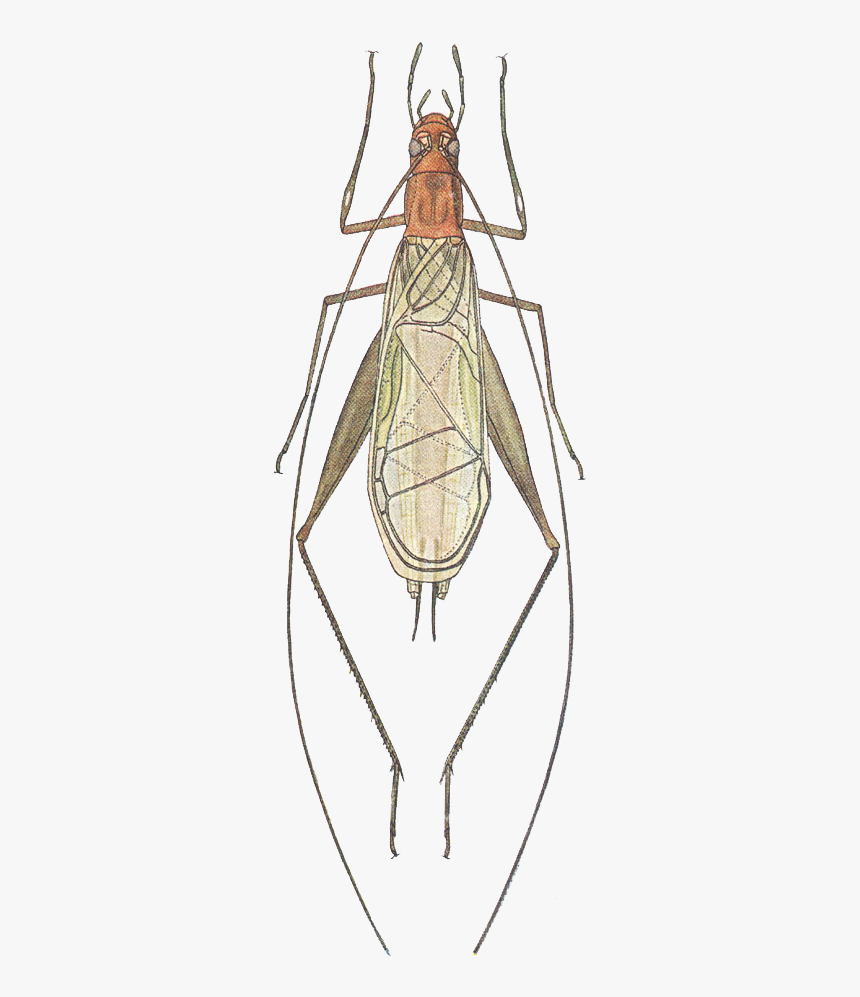 Grasshopper, HD Png Download, Free Download