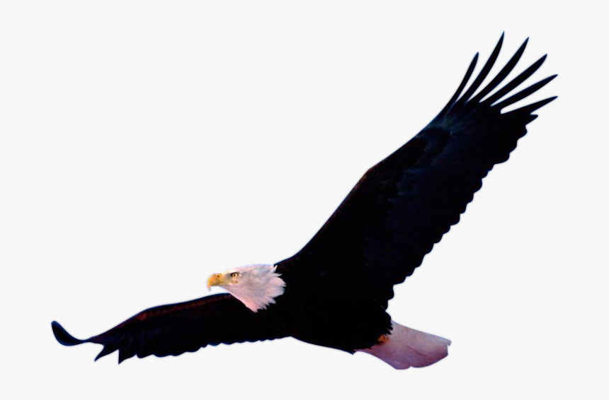 Aigle Png, Transparent Png, Free Download