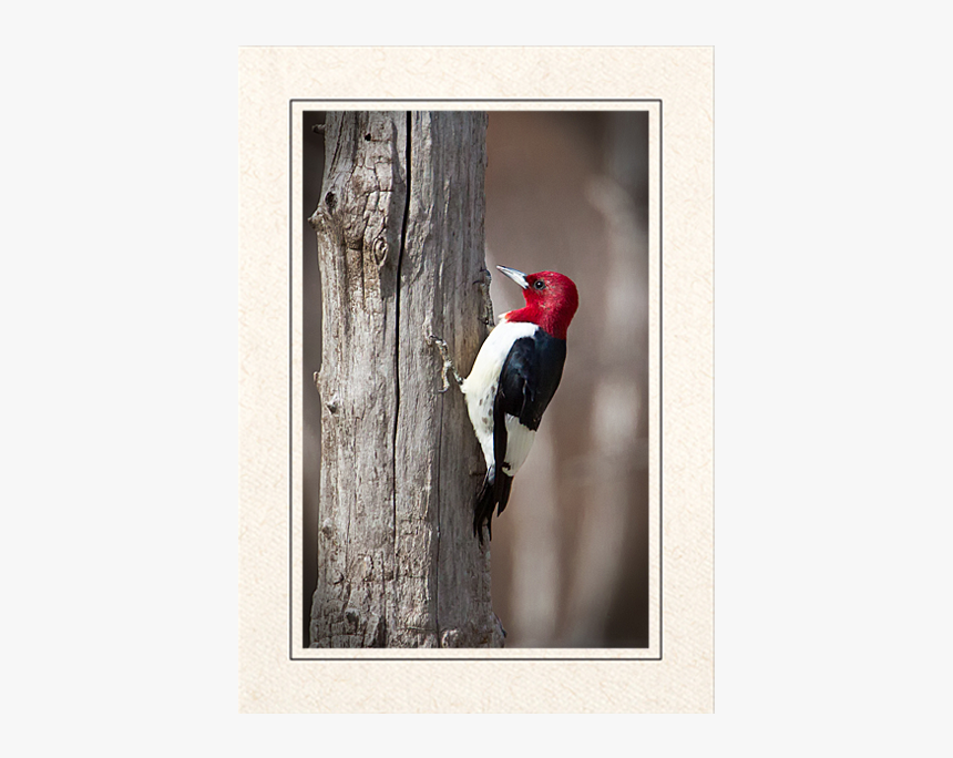 Red Headed Woodpecker - Ivory-billed Woodpecker, HD Png Download, Free Download