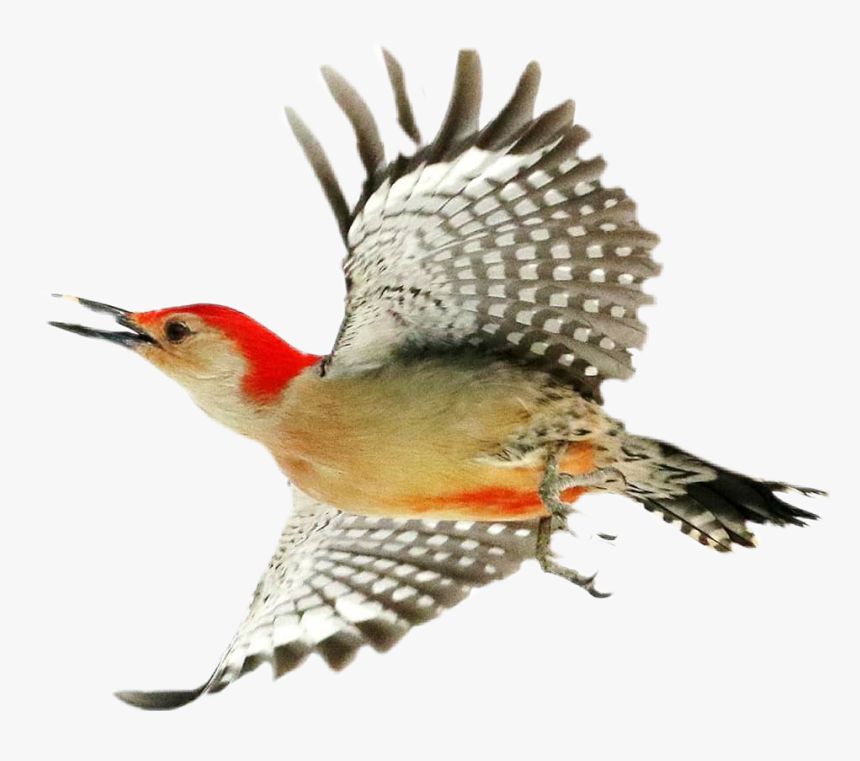 #woodpecker - Red Bellied Woodpecker, HD Png Download, Free Download