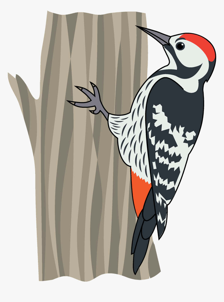 Northern Flicker, HD Png Download, Free Download