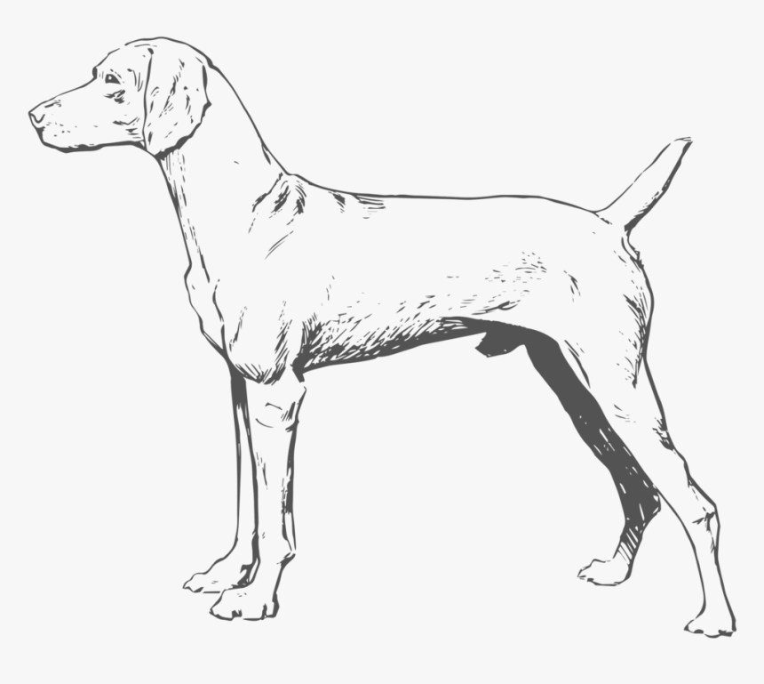 Dog-png - Harrier, Transparent Png, Free Download