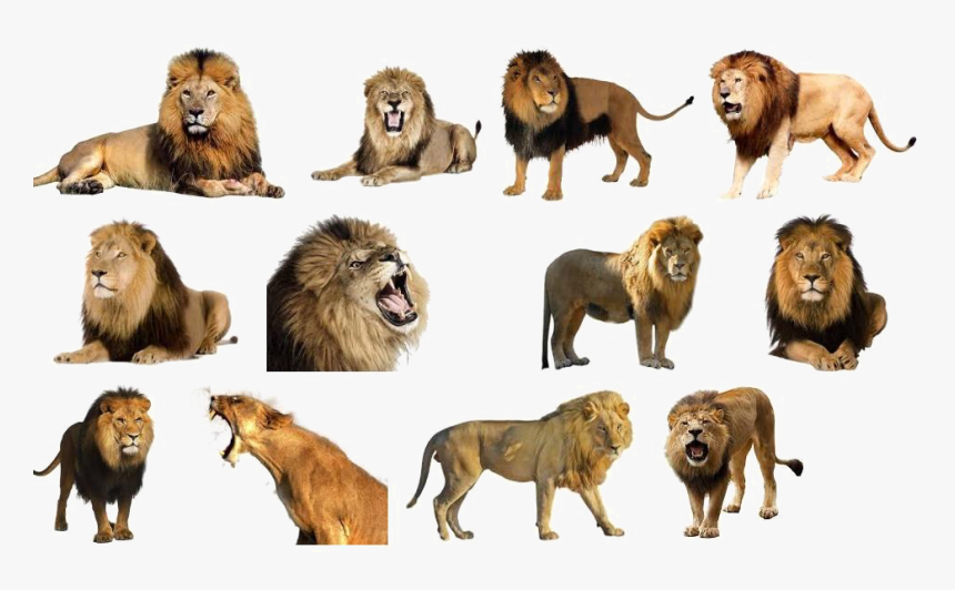 Lion Download Png Image - Lion On White Background, Transparent Png, Free Download