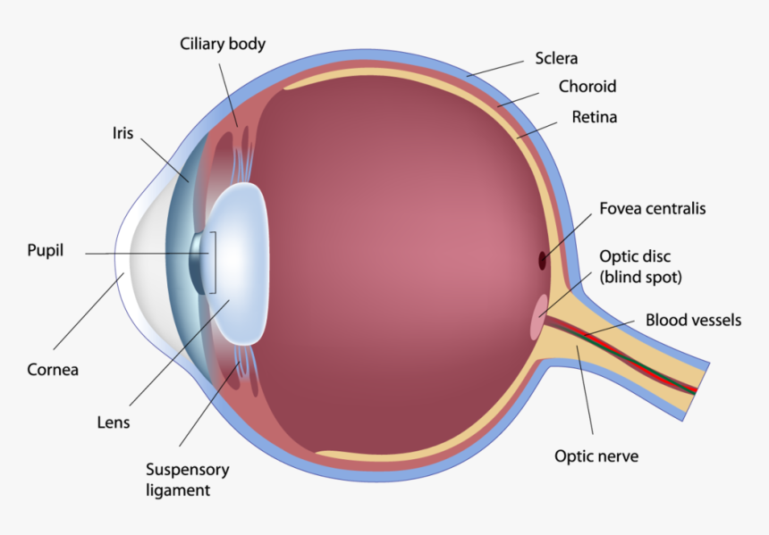 Human Eye Anatomy 163290406 - Fovea Centralis Of Eye, HD Png Download, Free Download