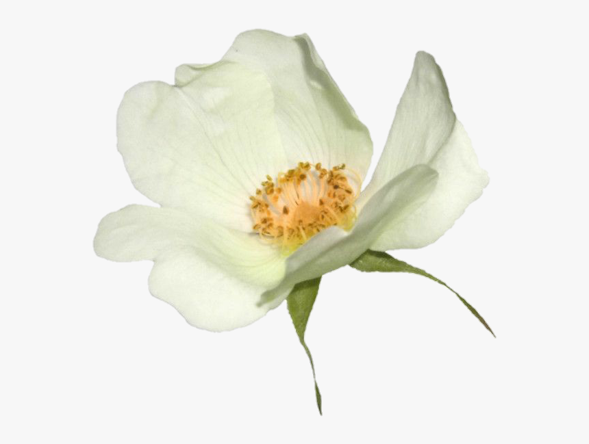 Image - Evergreen Rose, HD Png Download, Free Download