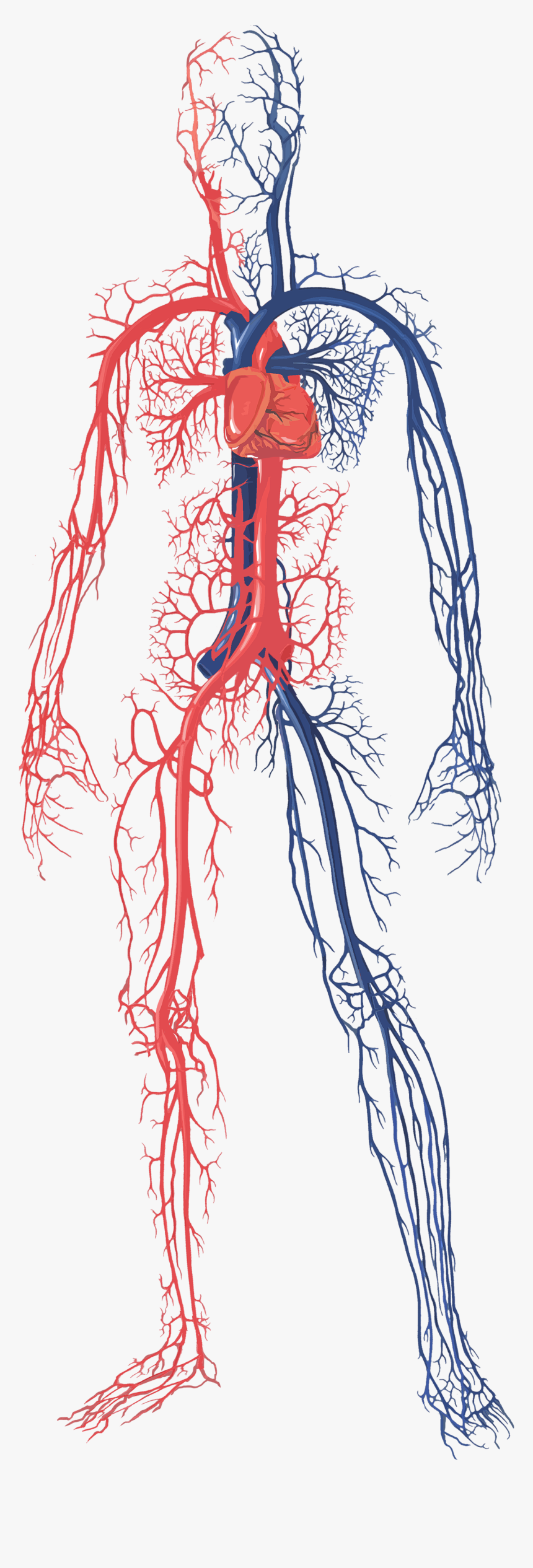 Blood Circulatory System Png, Transparent Png, Free Download