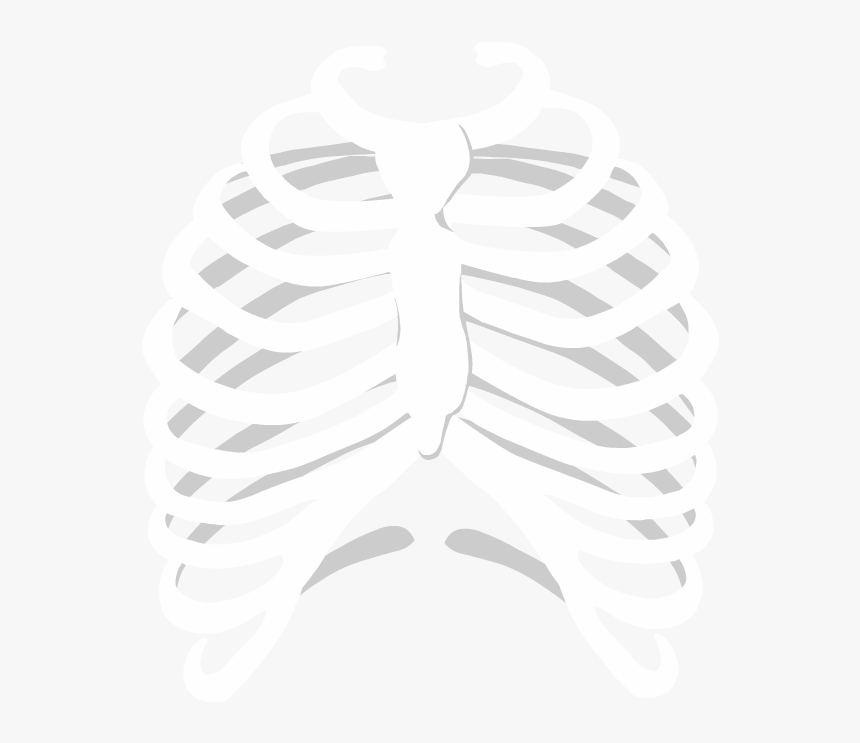 Ribcage Organs For Kindergarten, HD Png Download, Free Download