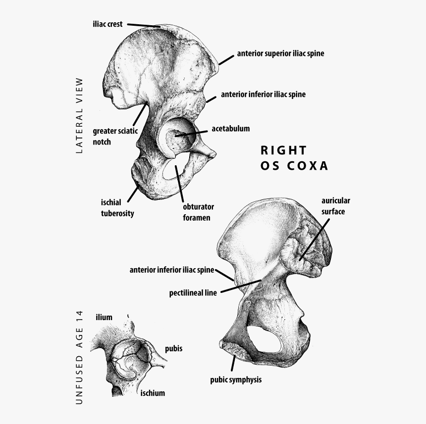 Articular Surface Of Sacrum And Ilium, HD Png Download, Free Download