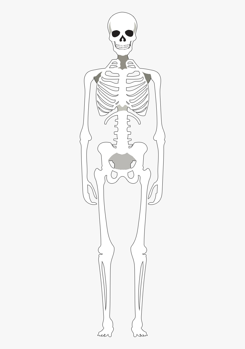 Skeleton, HD Png Download, Free Download