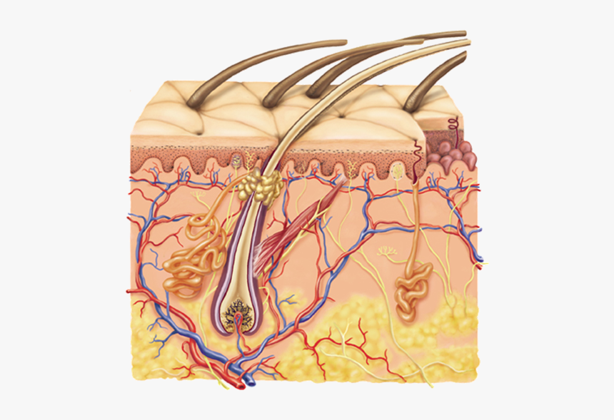 Integumentary System Diagram Full, HD Png Download, Free Download