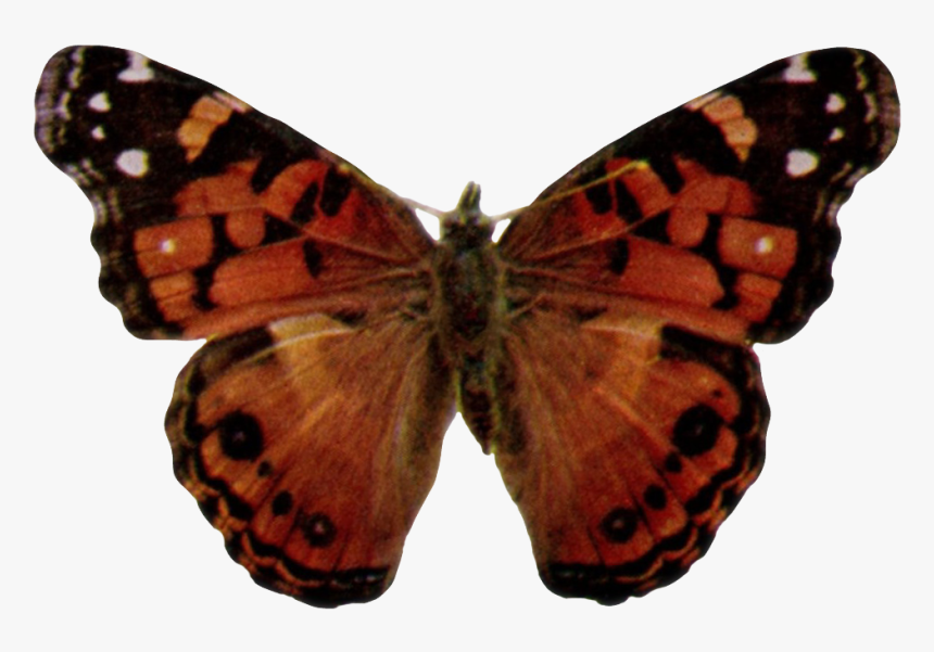 Vanessa Virginiensis-transparent - Vanessa Cardui, HD Png Download, Free Download