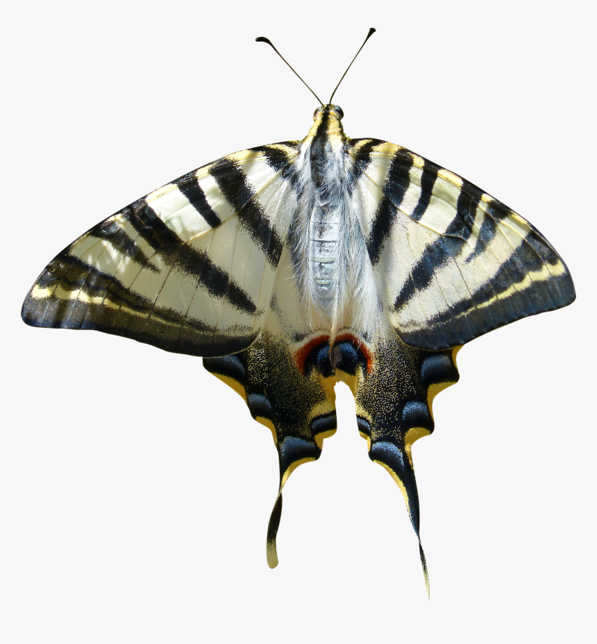 Cropped Image Transparent Background Papilio Machaon - Otakárek Fenyklový Png, Png Download, Free Download