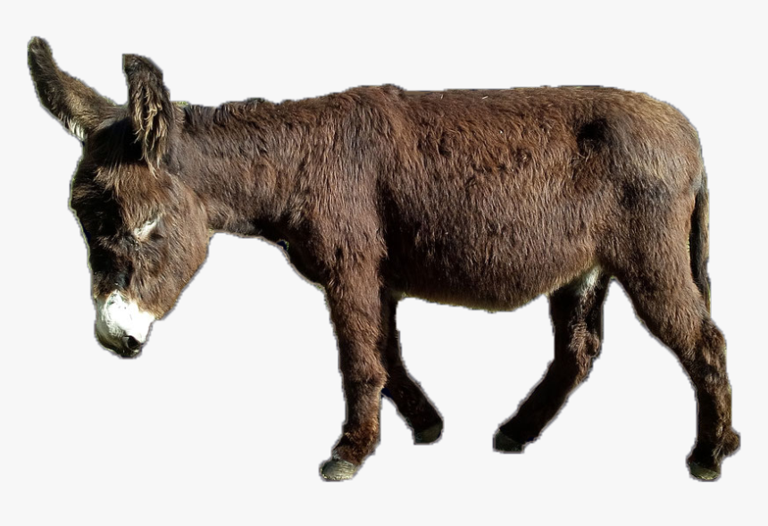 Burro, HD Png Download, Free Download