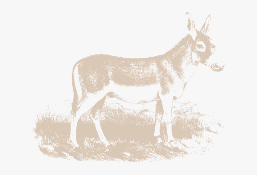 Burro, HD Png Download, Free Download