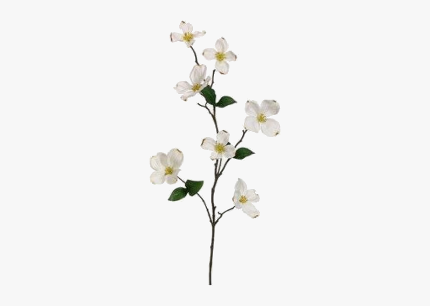 White Flower Branch Png, Transparent Png, Free Download