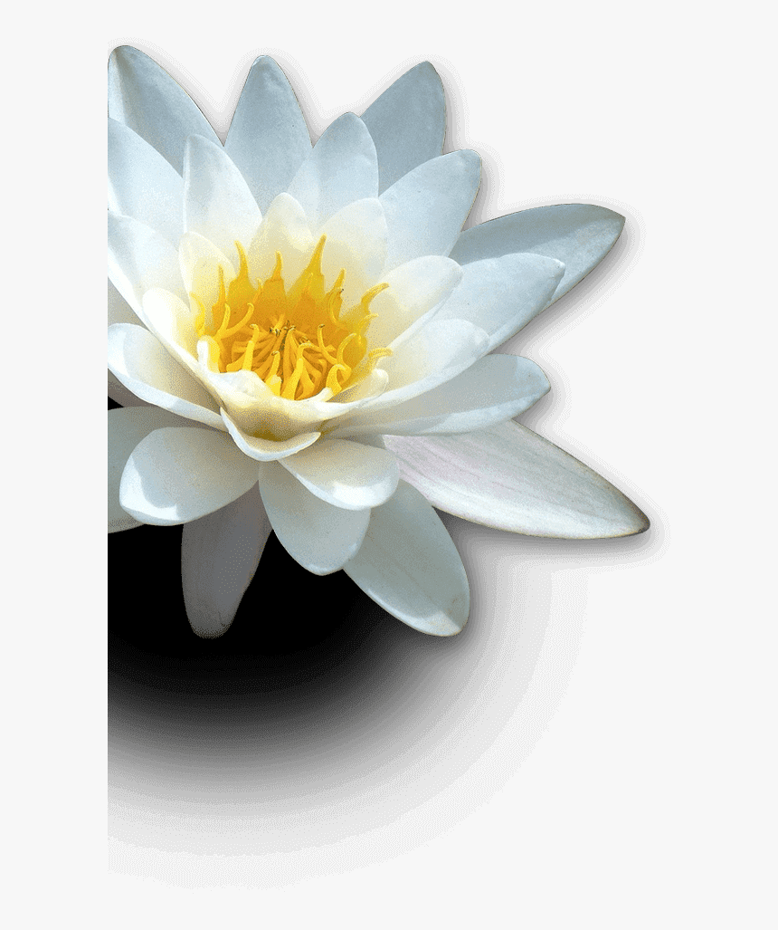 Sacred Lotus, HD Png Download, Free Download