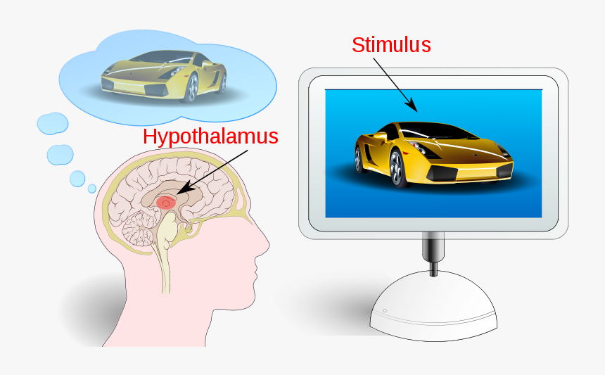 Transparent Weighing Machine Png - Hypothalamus Neuromarketing, Png Download, Free Download