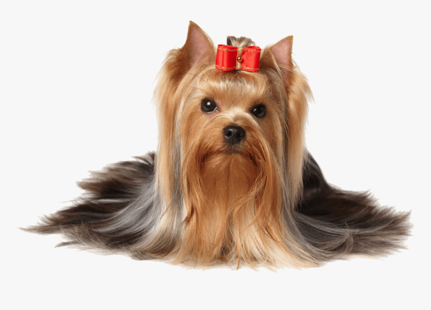Dog Hair Png - Yorkshire Terrier, Transparent Png, Free Download