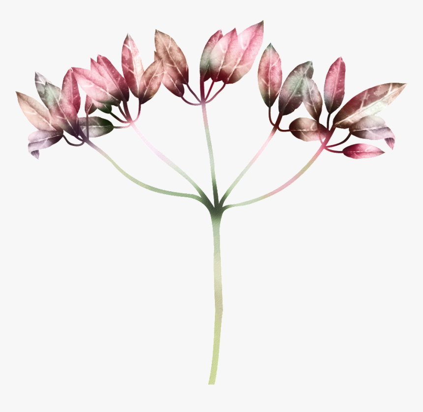 Hand Drawn Gradient Color Leaves Png Transparent - Tulipa Humilis, Png Download, Free Download