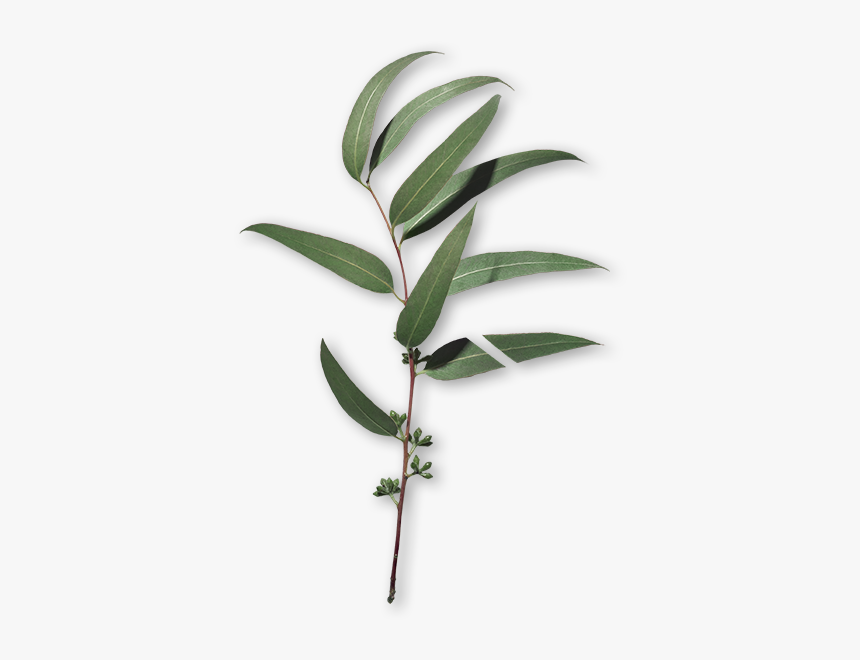 Eucalyptus, HD Png Download, Free Download