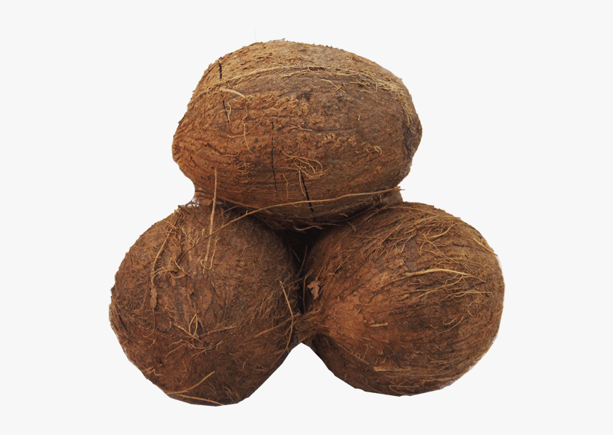 Coconut, HD Png Download, Free Download