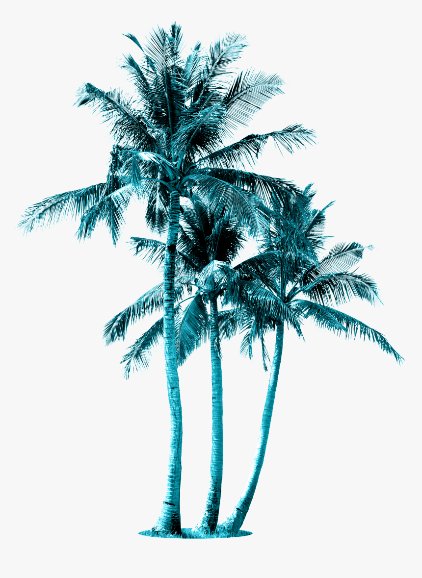 6 Coconut Tree, HD Png Download, Free Download