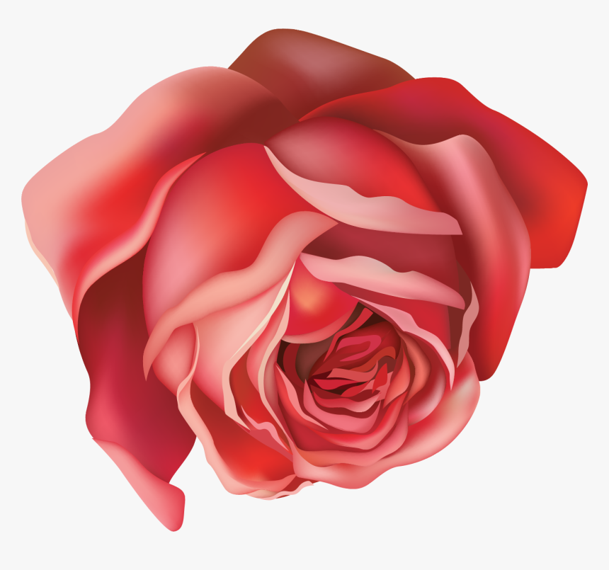 Garden Roses, HD Png Download, Free Download