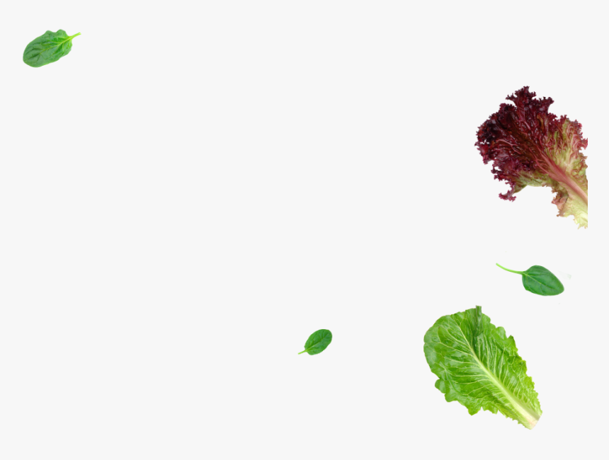 Red Leaf Lettuce, HD Png Download, Free Download