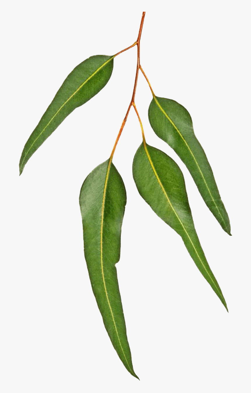 "
 Class="browser Window Video Img Txt Bg Image - Gum Leaves On Branch, HD Png Download, Free Download