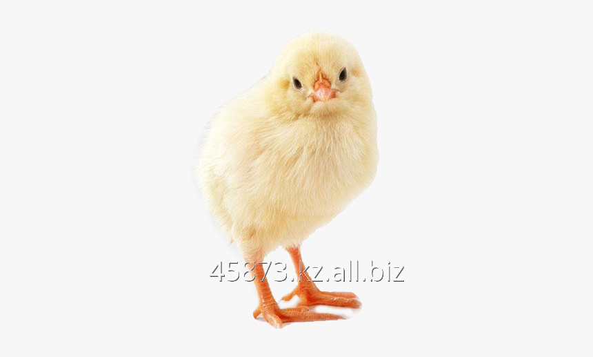 Buy Daily Chickens Kob 500 Broiler - Chicken, HD Png Download, Free Download