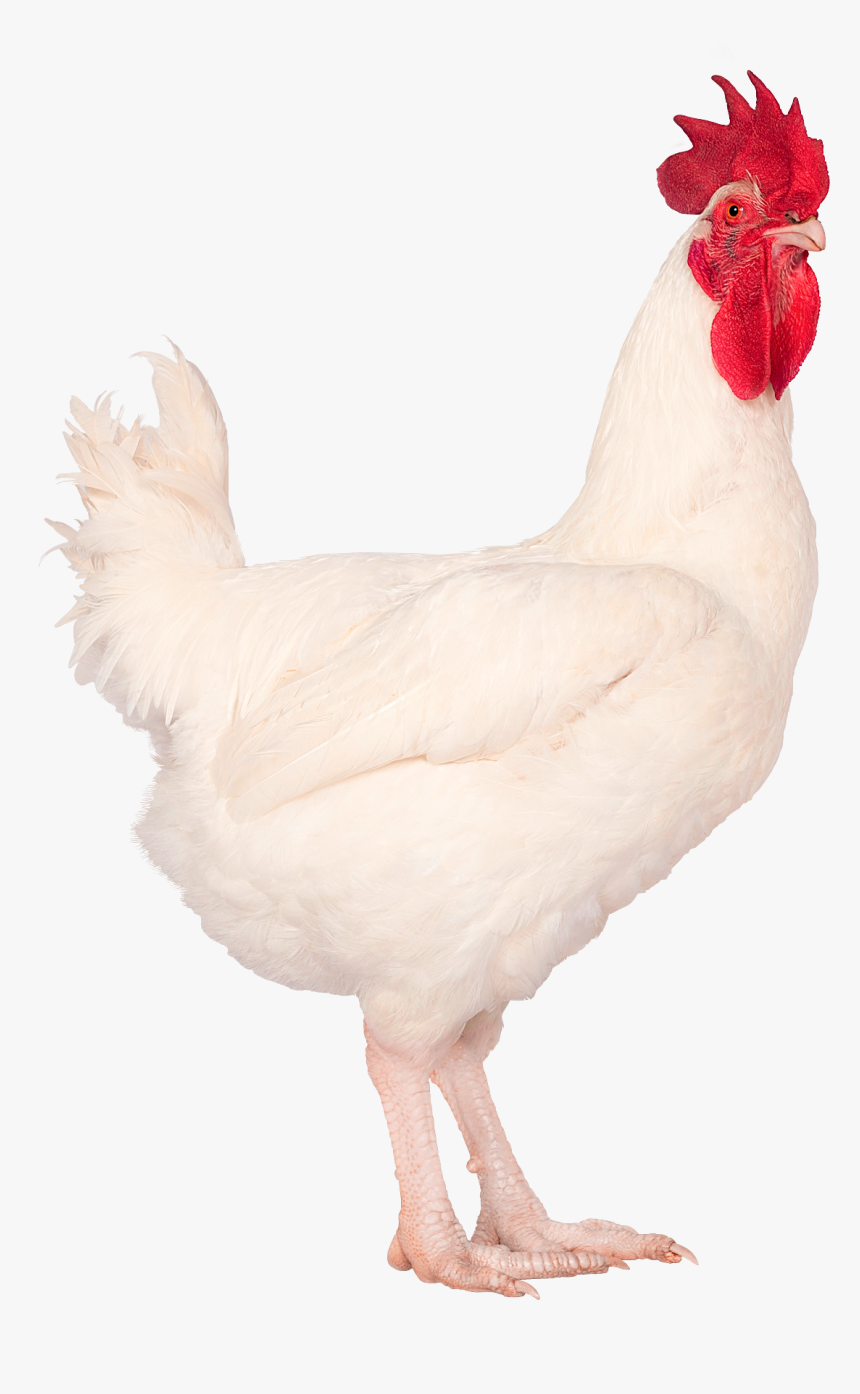Rooster, HD Png Download, Free Download