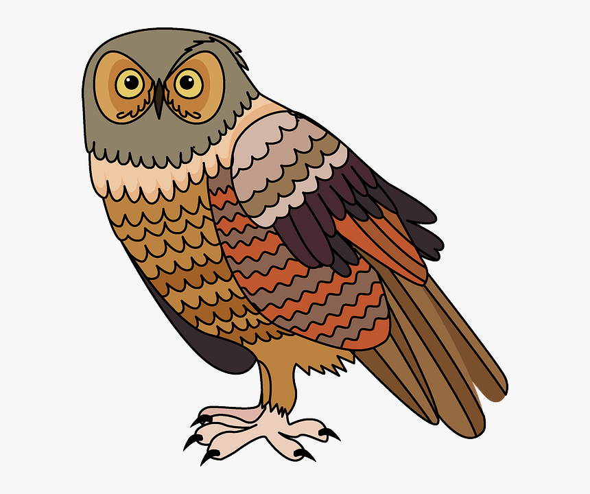 Owl, HD Png Download, Free Download