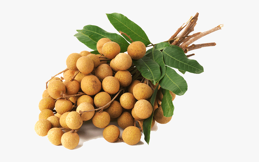 Fresh Longan, Vietnam Fresh Longan, Fresh Longan Exporter, - Longan Fruit Clipart, HD Png Download, Free Download