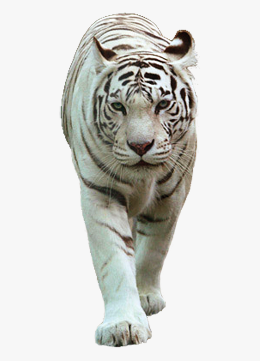 White Tiger Png - Transparent White Tiger Png, Png Download, Free Download