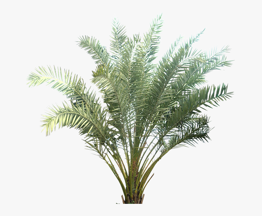 Palm Tree Transparent Background Png, Png Download, Free Download