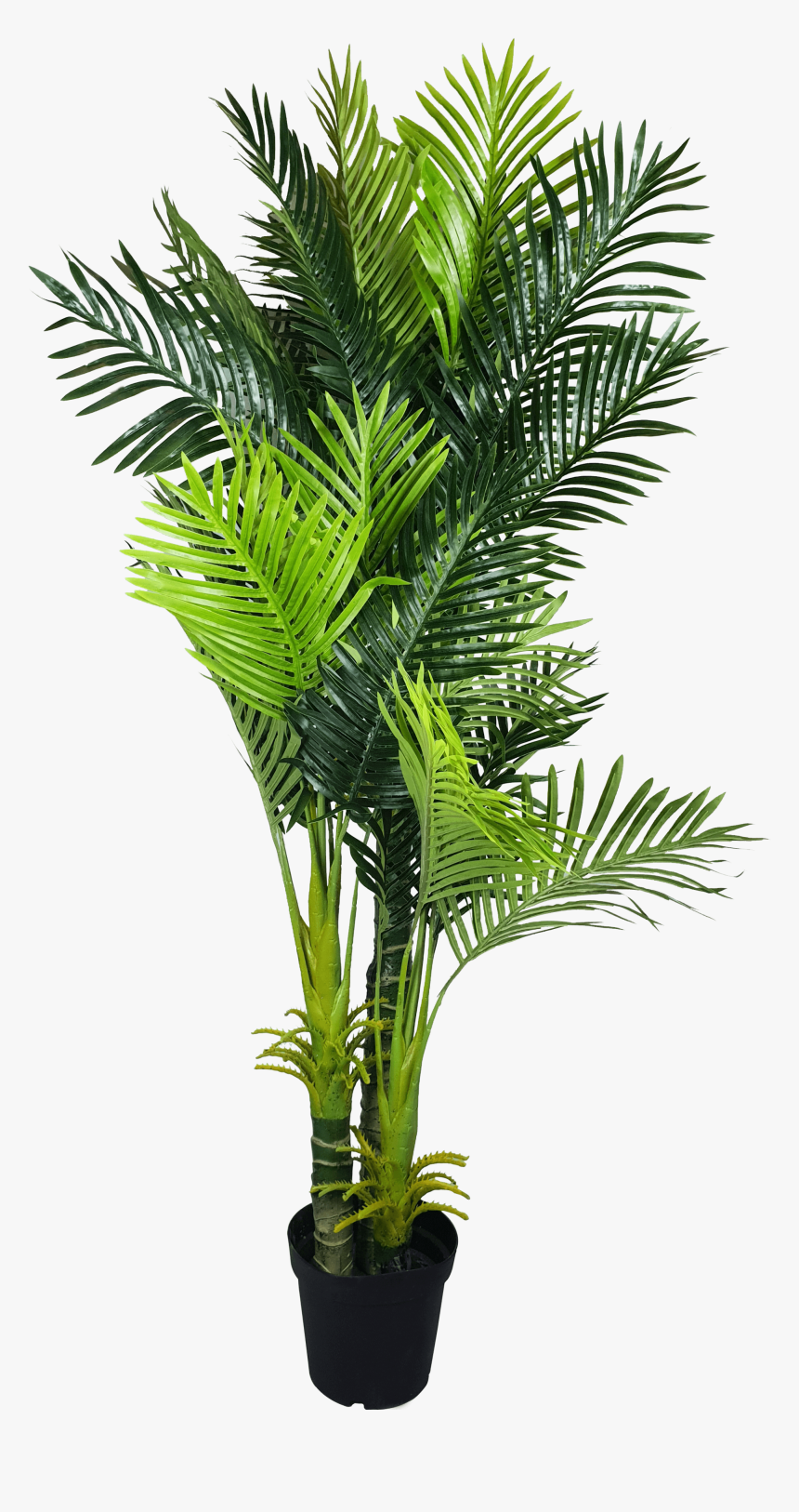 Multi Trunk Artificial Hawaii Palm Tree - Indoor Palm Tree Png, Transparent Png, Free Download