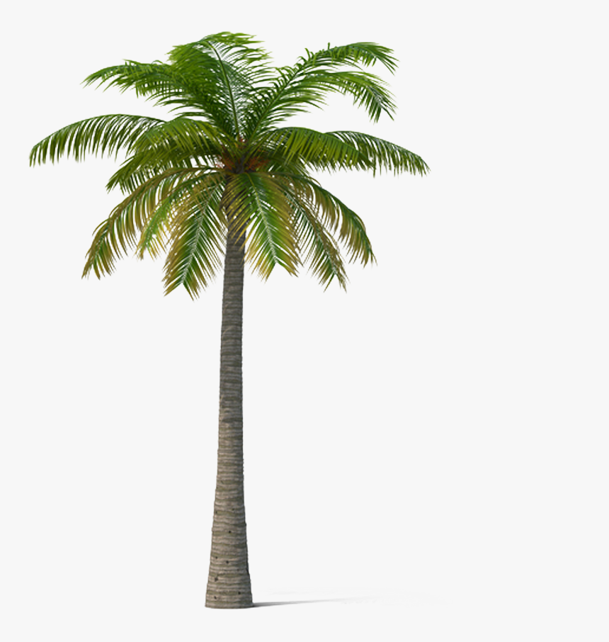 Adonidia Veitchia Coconut Tree - Real Coconut Tree Png, Transparent Png, Free Download