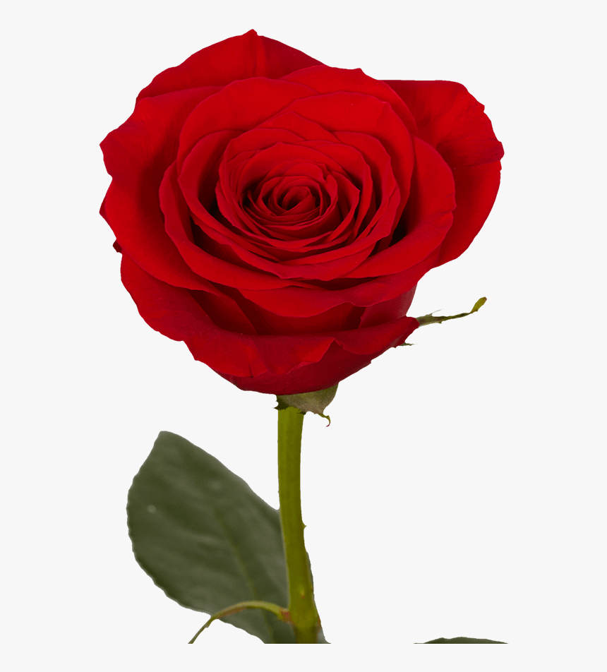 Mother"s Day Single Red Roses 60 Charming Single Rose - Single Rose, HD Png Download, Free Download