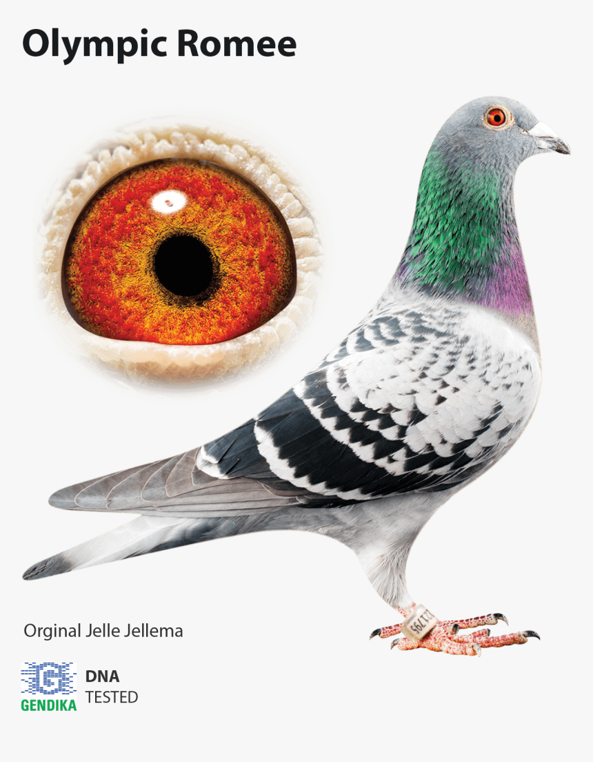 Jelle Jellema Pigeons Romee, HD Png Download, Free Download