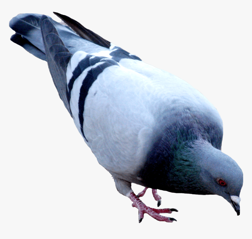 #pigeon #dove #png - Birds Work For The Bourgeoisie, Transparent Png, Free Download