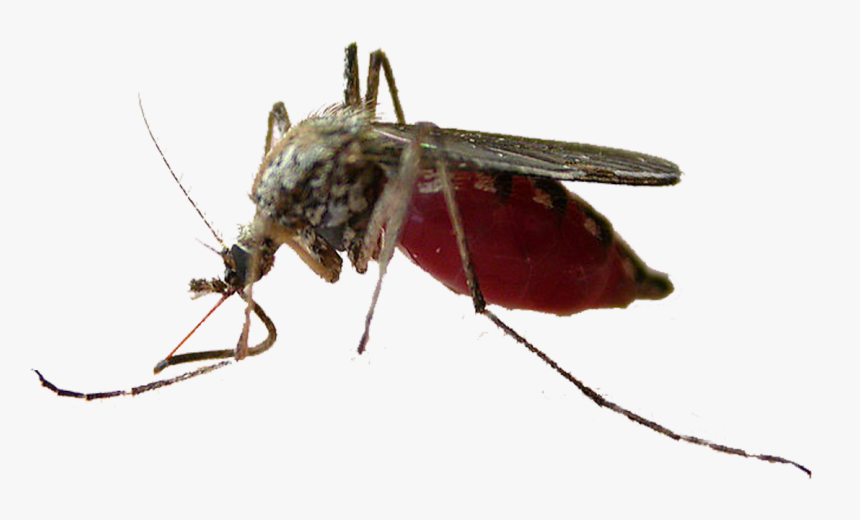 Mosquito Insect Pollinator Fly Membrane - Mosquito, HD Png Download, Free Download