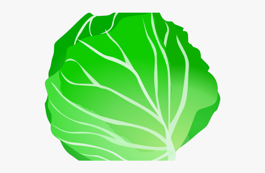 Lettuce Clipart Png, Transparent Png, Free Download