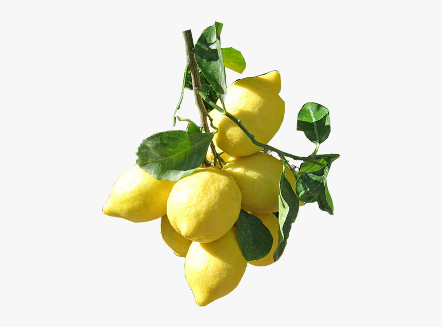 Italian Limoncello Amali Coast - Sweet Lemon, HD Png Download, Free Download