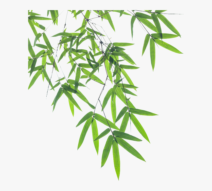 Euclidean Bamboo Vector Leaf Pictures Free Download - Transparent Background Bamboo Leaves Png, Png Download, Free Download