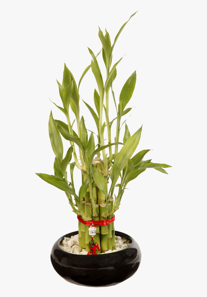 Lucky Bambu Torre - Houseplant, HD Png Download, Free Download