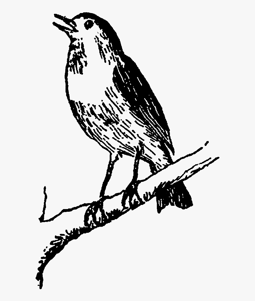 In A Tree At - Bird On The Tree Black And White Clipart, HD Png Download, Free Download