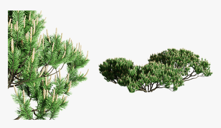 Shortstraw Pine, HD Png Download, Free Download