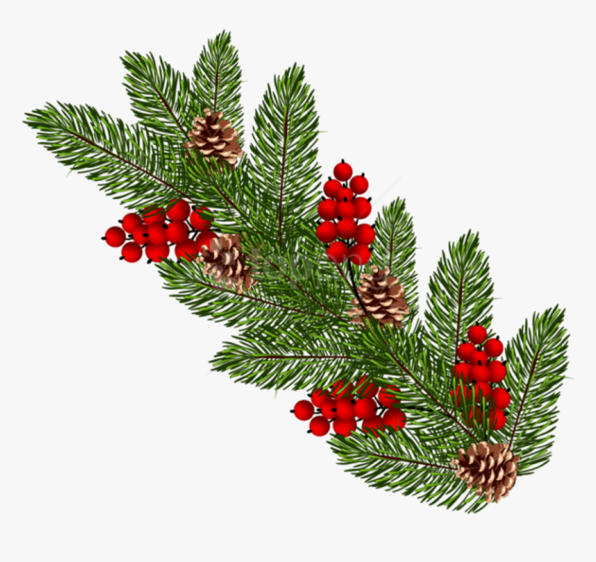 Pine Branch Png - Pine Tree Branch Christmas Png, Transparent Png, Free Download