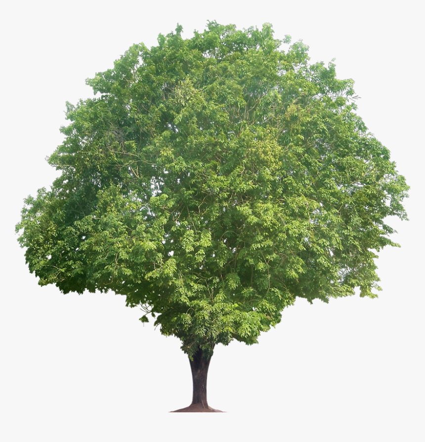 Tree Clipart Narra Shrub - Tree Png Transparent, Png Download, Free Download